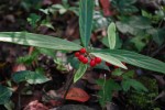 カラタチバナ(百両)	唐橘	Ardisia crispa	11月～